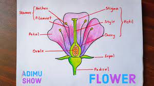 What is a diagram of a flower? How To Draw And Label A Flower Step By Step Tutorial Youtube