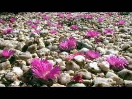 Pin De Chalermchat Tasukon Em Africa Youtube Bbc