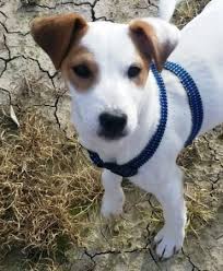 Chihuahua hündin sucht neues zuhause. Tiervermittlung De Hunde Katzen Und Viele Andere Tiere Suchen Ein Zuhause Tiere Suchen Ein Zuhause Tierheim Hunde Hunde
