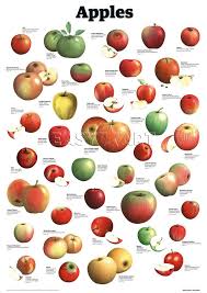 Apples Art Print By Guardian Wallchart Easyart Com World