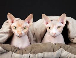 The Sphynx