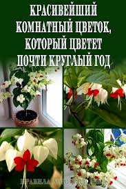 каталог комнатных комнатные цветы фото и названия и уход за ними Krasivejshij Komnatnyj Cvetok Kotoryj Cvetet Pochti Kruglyj God Home Flowers House Plants Plants