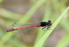 Image result for Amphiasma redheadii