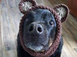Crochet Doggie Snood Pattern Snood Pattern Crochet Dog Hat Dog Beanie Crochet
