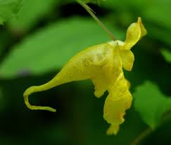 Image result for Impatiens psychadelphoides
