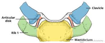 The rib cage is the arrangement of ribs attached to the vertebral column and sternum in the thorax of most vertebrates, that encloses and protects the vital organs such as the heart, lungs and great vessels. The Sternoclavicular Joint Structure Movement Teachmeanatomy