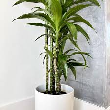 Image result for Dracaena laxissima