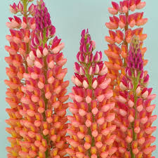 From our three original tours of north korea. Lupinus Staircase Orange Staircase Orange Lupine From Prides Corner Farms