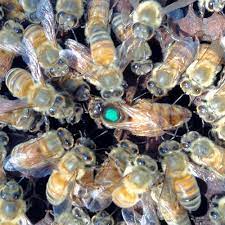 The main branch of our activity was always the production of: Queen Bees For Sale Wildflower Meadows
