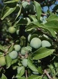 Our mission is to seek out the most amazing fruit and share it with our customers. What Is The Name Of This Fruit Tree Quora
