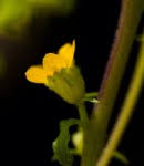 Image result for Buchnera buchneroides