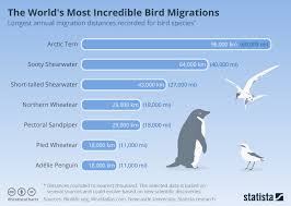 Chart The Worlds Most Incredible Bird Migrations Statista