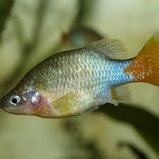 Image result for Tridactyle gentilii