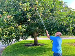 Mango season in Florida yards: Ripe, beautiful, annoying
