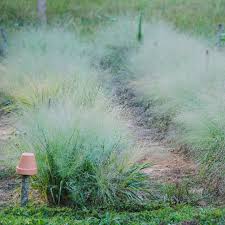 Image result for Eragrostis rogersii