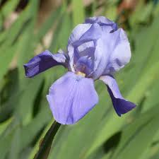 We did not find results for: Iris Flower Changing Color Information On Why An Iris Turns Color