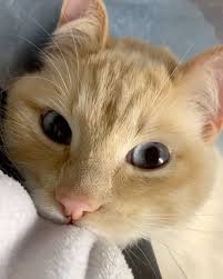 home made cat cat and dog how to make cat baby and cat how to cat cat and baby kids cat cat funny animal videos cute baby animals cute funny animals