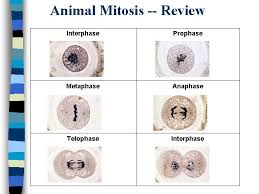 We did not find results for: Genetics Mitosis And The Cell Cycle Cell Reproduction