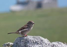 If the nest is moved, and with human scent on it, the mother bird will usually abandon it. A Bird In The Nest And Moving To Mars News From The College Imperial News Imperial College London
