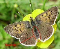 Pin En La Mariposa