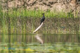 Nacionalni parkovi Crne Gore / National parks of Montenegro - 🕊️Skadarsko jezero je habitat za oko 280 vrsta ptica od kojih su neke na listi ugroženih vrsta. #nationalpark #skadarlake #skadarskojezero #biodiversity #birdwatching #