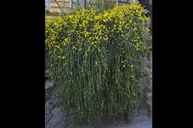 Image result for Jasminum nudiflorum
