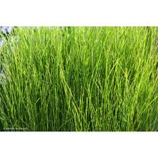 Image result for Ficinia