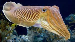 Check spelling or type a new query. Rupa Bentuk Sotong Katak Makanan Terkenal Di Sabah Papa Blogger