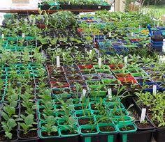 E Book Reussis Ses Semis Comme Un Pro Editions De Vecchi Tous Les Jardiniers Aguerris Ou Amateurs Le Dise Jardin Potager Idees Jardin Astuce Jardin