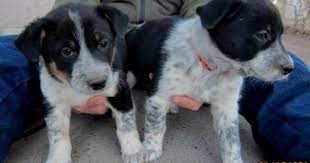 Border Collie X Australian Cattle Dog Blue Heeler Puppies For Sale
