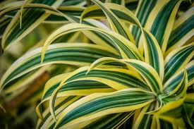 But, the most common types are similar to the ones below. What Is A Corn Plant Tips For Growing A Dracaena Corn Plant