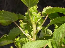 Image result for Acalypha racemosa