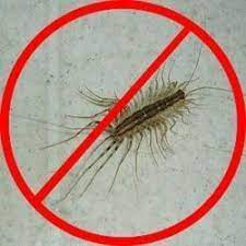Keeping the property free from the pest or insect is important to the job. Silverfish Pest Control Services Termite Control Pest Control Solutions Moth Control Service Gel Treatment Service Bug Buster Service In N Sector 22 Rohini Delhi New Om Pest Control Id 10600450173