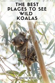 The 10 Best Places To See Wild Koalas In Australia Walk My World Koalas Australia Travel Guide Places To See