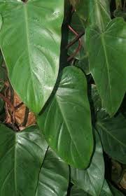 Image result for Filodendron Philodendron