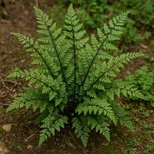 Image result for Asplenium adiantum-nigrum