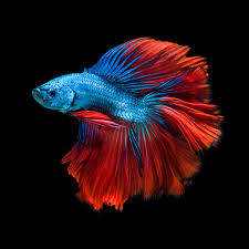 Pin By Farci2998 On Underwater Fish Wallpaper Betta Fish Betta Fish Tank