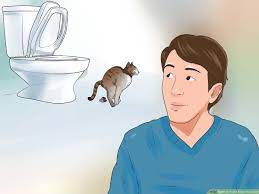 How To Toilet Train Your Cat 11 Steps With Pictures Wikihow