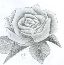 Beautiful Rose Roses Drawing Pencil Drawings Pencil Drawings Of Flowers