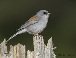 Dark-eyed Junco (Red-backed)