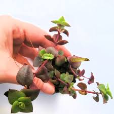 2 plants in this pack. Crassula Pellucida Variegata Rooted Plant Succulent Plants Uk