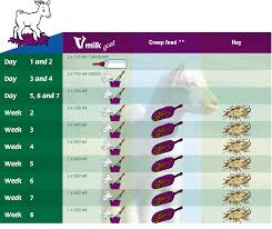 Preparation And Feeding V Milk Goat V Milk B V