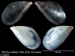 Image result for Maerua edulis