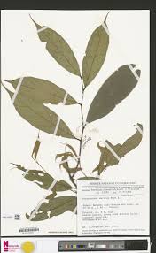 Image result for Strephonema