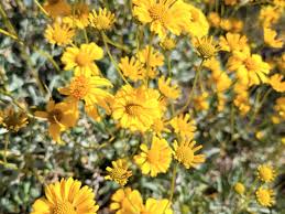 Image result for Warneckea albiflora