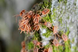 Image result for Tetranychidae grapevine