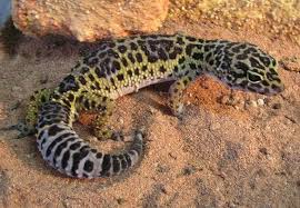 Reshare If You Like Leopard Geckos Lizards Reptiles Pets If You Are Ready Geckos Leopard Lizards Pets Ready Reptiles Reshare