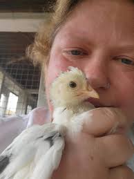 Identify 5.5 week old hens from Meyer's hatchery