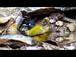 In the rgb color model, hex triplet #dfbdfb has decimal index of: Nvnvnvn Dfbdfb Youtube