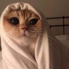 52 Videos Regarde Des Videos Courtes Geniales Creees Avec Son Original Cute Baby Cats Cute Animals Baby Cats